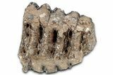 Partial Southern Mammoth Molar - Hungary #357026-3
